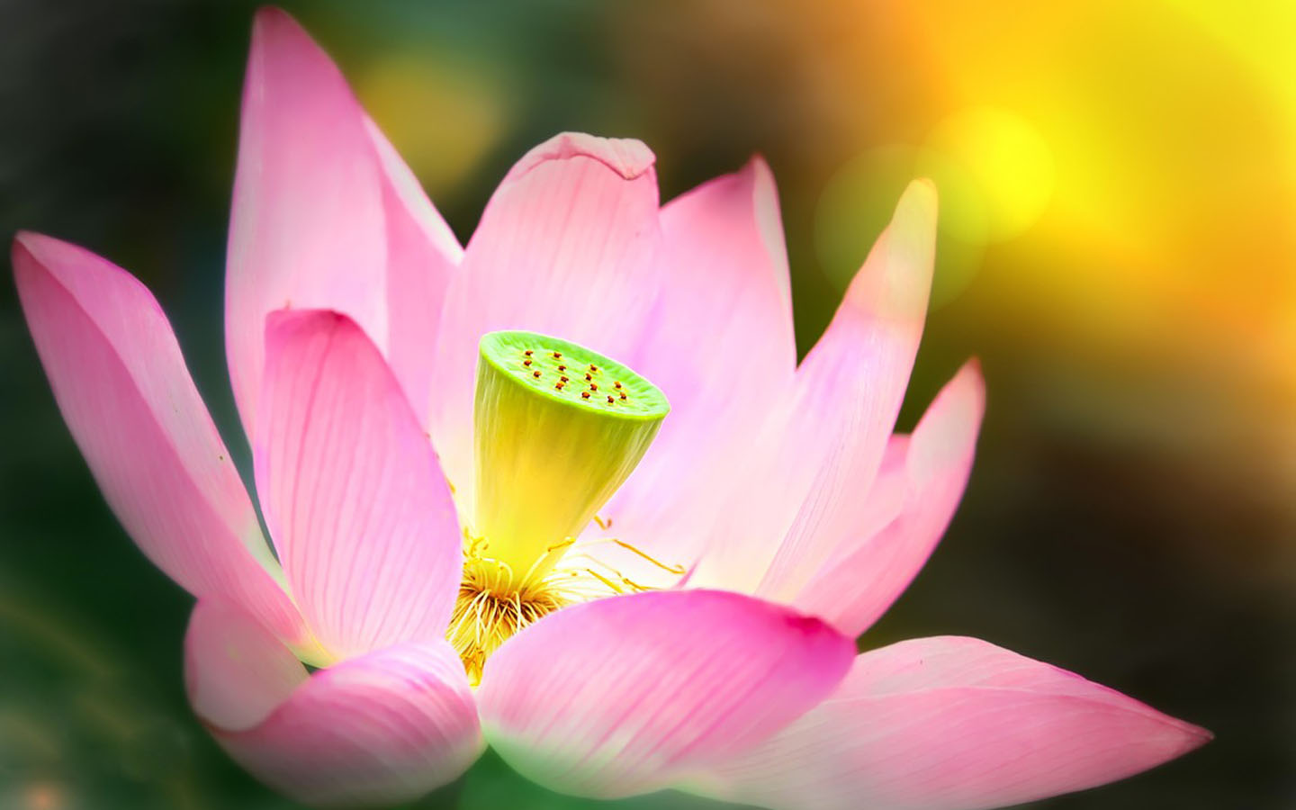 西华师范大学成人高考分数线(图1) 西华师范大学成人高考分数线