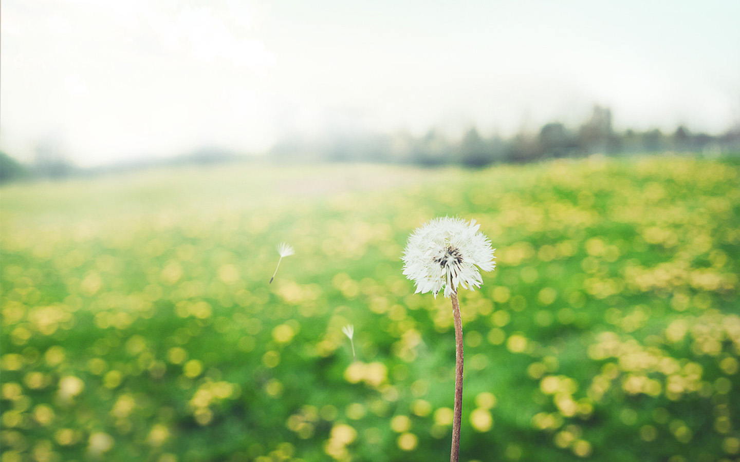 安康师范学院成人高考分数线多少(图1) 安康师范学院成人高考分数线多少